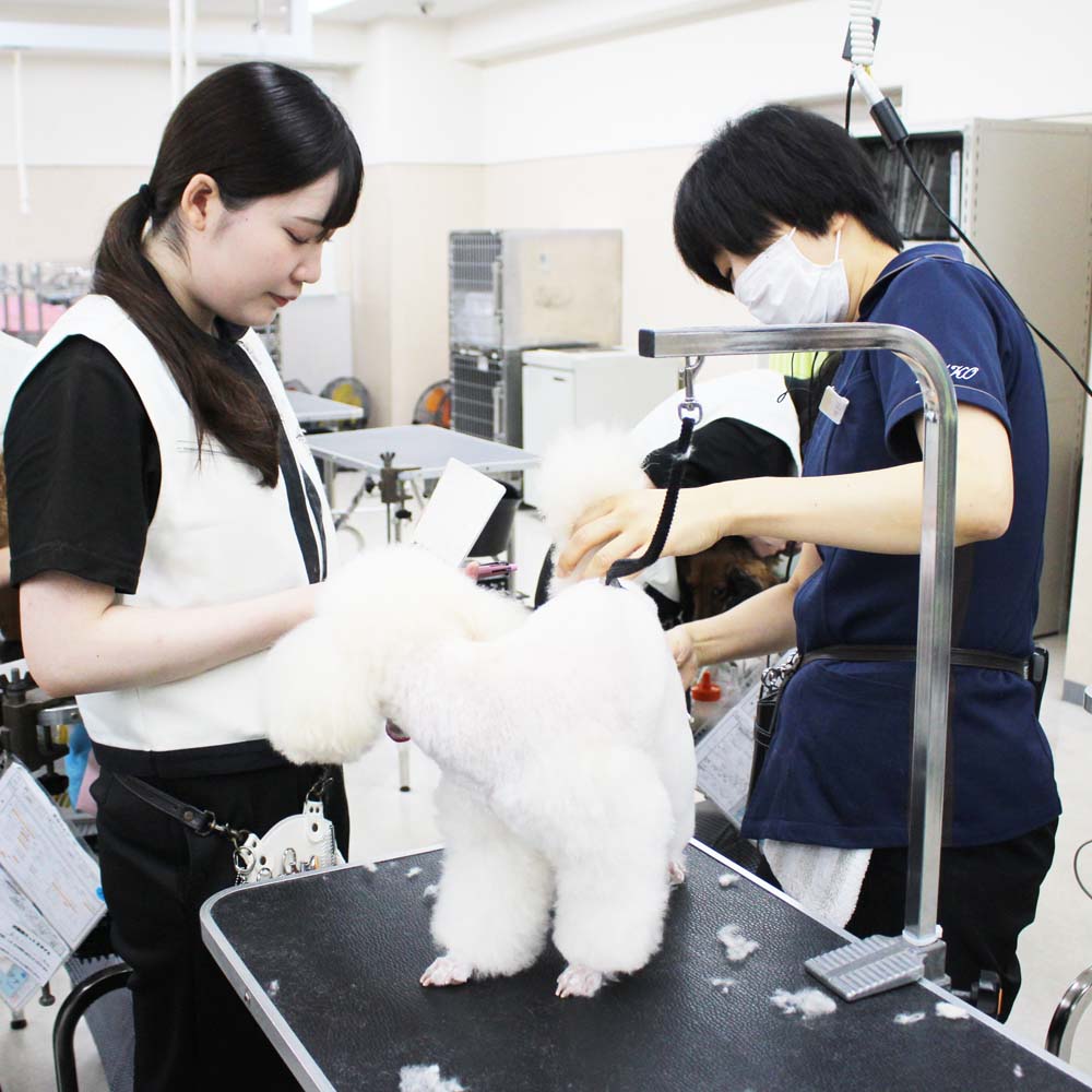 ２年生、お客様犬のトリミング☆